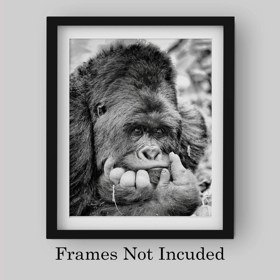 Gorilla Deep In Thought- 8 x 10" Jungle Animals Wall Art Print -Ready to Frame. Home-Office-Nursery-Zoo Pictures Decor. Wall Prints for Animal Themes &amp; Children&
