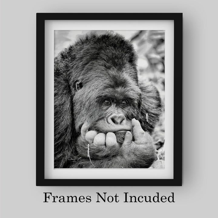 Gorilla Deep In Thought- 8 x 10" Jungle Animals Wall Art Print -Ready to Frame. Home-Office-Nursery-Zoo Pictures Decor. Wall Prints for Animal Themes &amp; Children&