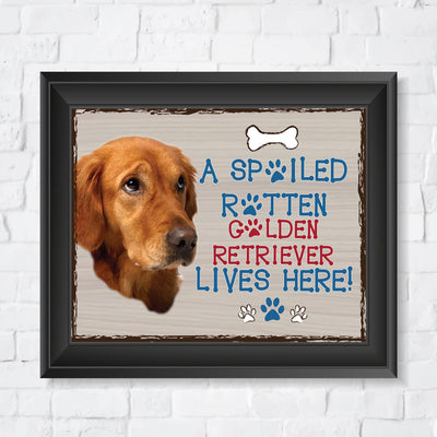 Golden Lab- Dog Poster Print-10 x 8" Wall Decor Sign-Ready To Frame."A Spoiled Rotten Golden Retriever Lives Here". Perfect Pet Wall Art for Home-Kitchen-Cave-Bar-Garage. Great Gift for Lab Lovers.