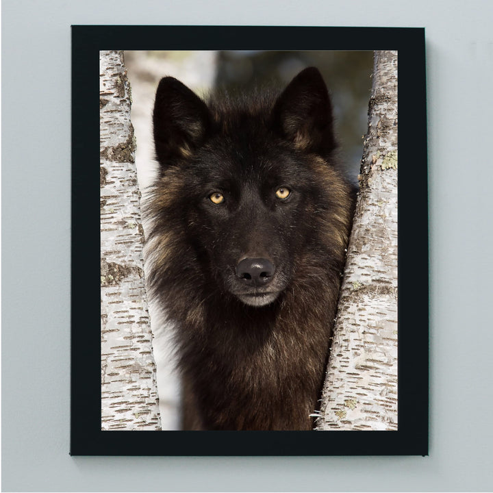 Black Wolf in the Woods- 8 x 10" Wild Animals Wall Art Print -Ready to Frame. Wildlife Pictures for Home-Office-Classroom-Zoo Decor. Wall Prints for Animal Themes &amp; Native American Indian Decor!