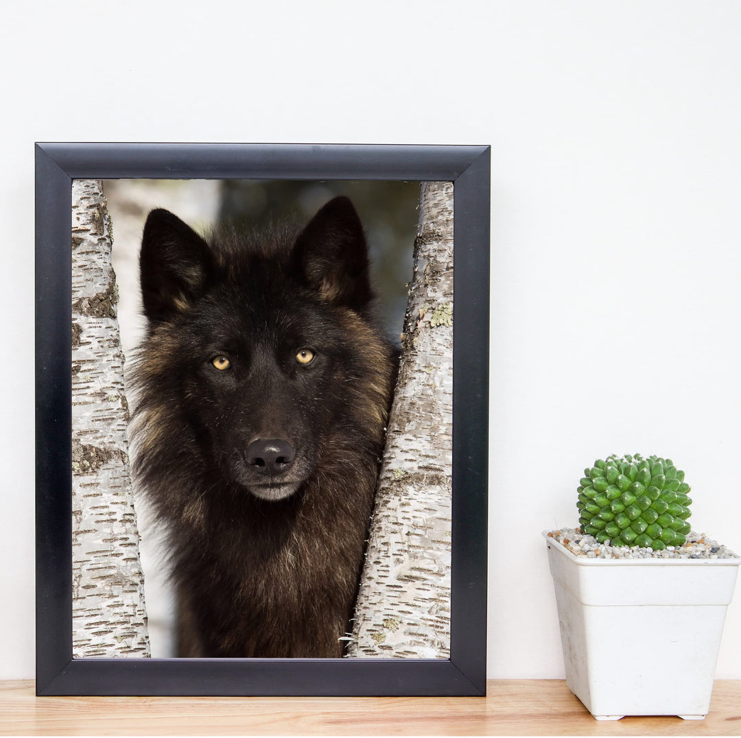 Black Wolf in the Woods- 8 x 10" Wild Animals Wall Art Print -Ready to Frame. Wildlife Pictures for Home-Office-Classroom-Zoo Decor. Wall Prints for Animal Themes &amp; Native American Indian Decor!