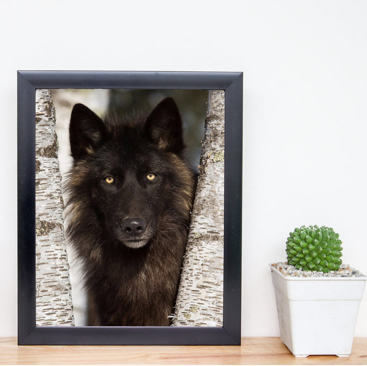 Black Wolf in the Woods- 8 x 10" Wild Animals Wall Art Print -Ready to Frame. Wildlife Pictures for Home-Office-Classroom-Zoo Decor. Wall Prints for Animal Themes &amp; Native American Indian Decor!