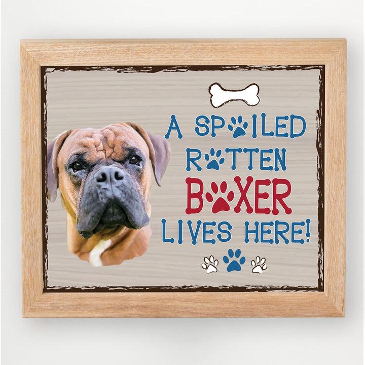 Boxer-Dog Poster Print- 10 x 8" Wall Decor Sign-Ready To Frame."A Spoiled Rotten Boxer Lives Here". Perfect Pet Wall Art for Home-Kitchen-Cave-Bar-Garage. Great Gift for All Brindle Boxer Lovers.