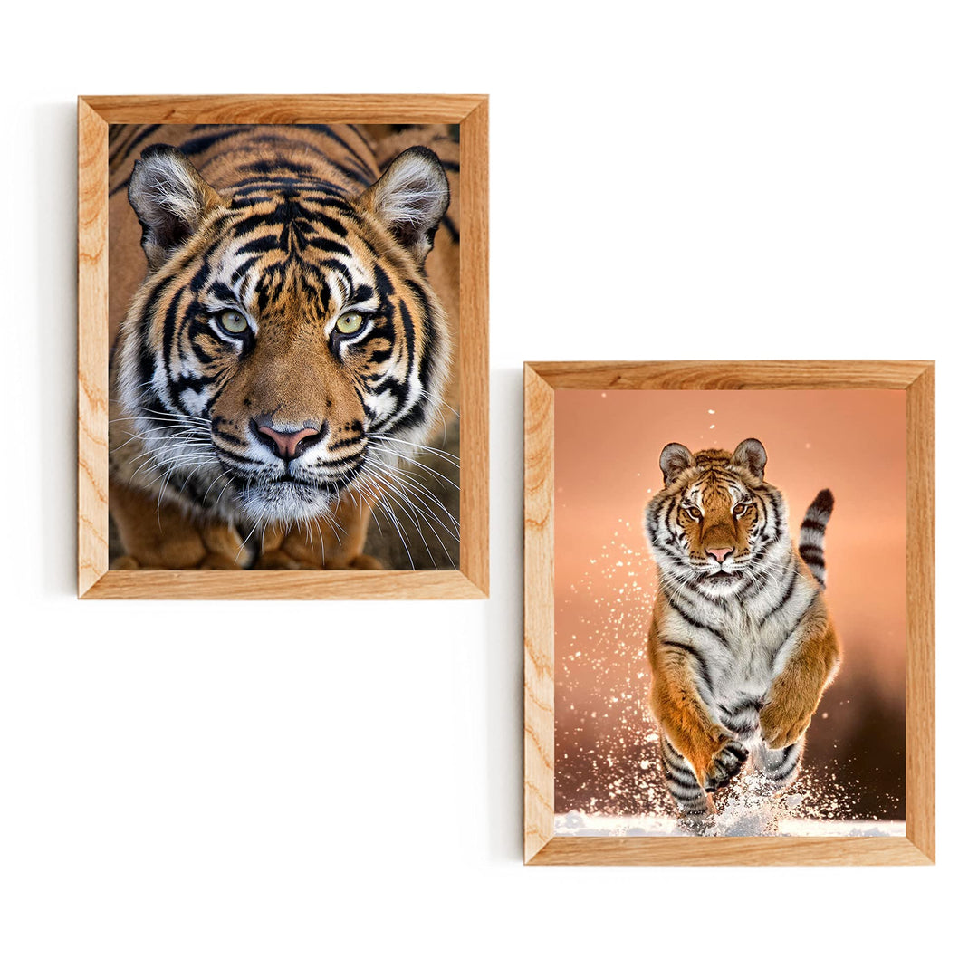 Majestic Tiger Set- 2 Piece-8 x 10&