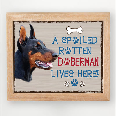 Doberman-Dog Poster Print-10 x 8" Wall Decor Sign-Ready To Frame."A Spoiled Rotten Doberman Lives Here". Perfect Pet Wall Art for Home-Kitchen-Cave-Bar-Garage. Great Gift for Doberman Owners.