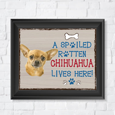 Chihuahua-Dog Poster Print-10 x 8" Wall Decor Sign-Ready To Frame."A Spoiled Rotten Chihuahua Lives Here". Perfect Pet Wall Art for Home-Kitchen-Cave-Garage. Great Gift for Chihuahua Owners!