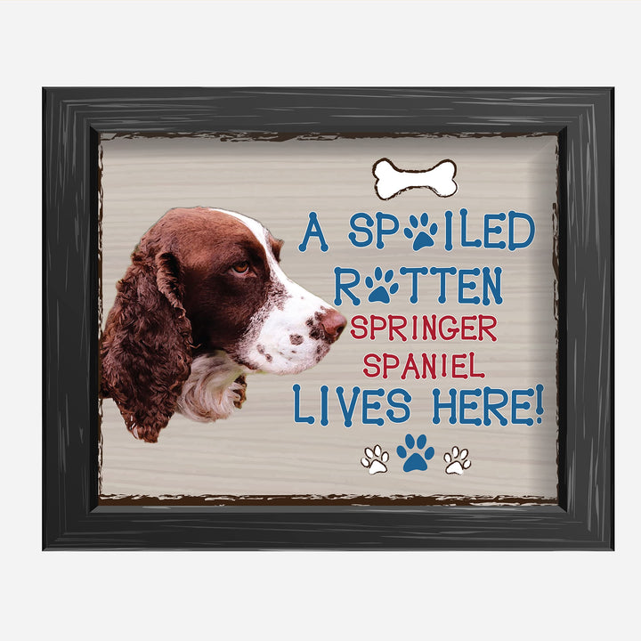 Springer Spaniel-Dog Poster Print-10 x 8" Wall Decor Sign-Ready To Frame."A Spoiled Rotten Springer Spaniel Lives Here". Pet Wall Art for Home-Kitchen-Garage. Gift-English Springer Spaniel Owners!