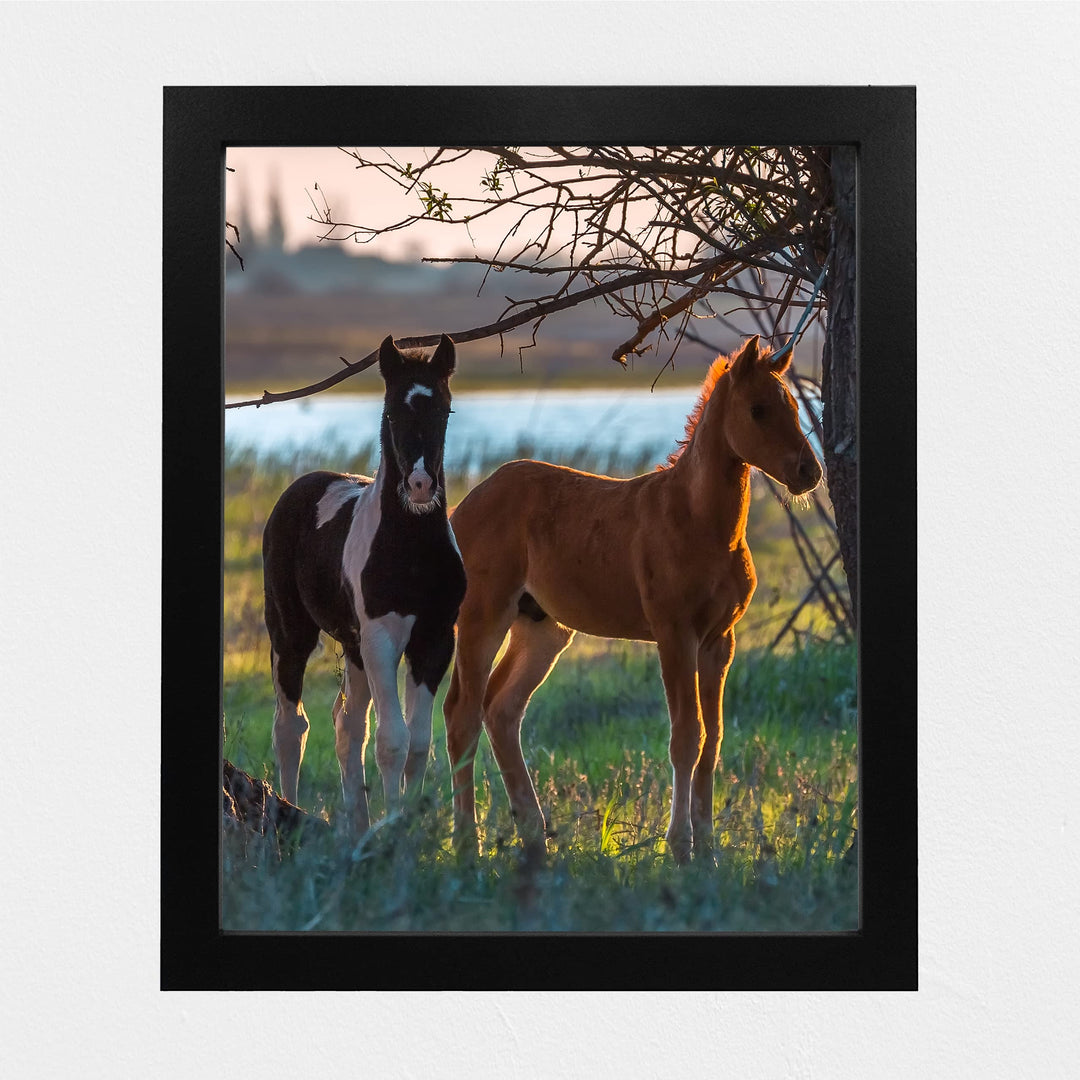 Curious Colts- 8 x 10" Horse Photo Print Wall Art-Ready to Frame. Beautiful Black-White &amp; Tan Horses. Home-Office-Bar Decor for Equestrian Themes &amp; Children&