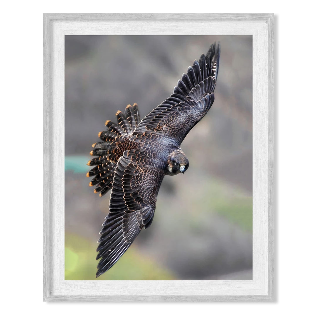 Peregrine Falcon in Flight Motivational Bird Wall Art -8 x 10" Hawk Photo Print-Ready to Frame. Inspirational Home-Office-School-Cave Decor. Great Picture for Animal &amp; Birds Theme Wall Decor!