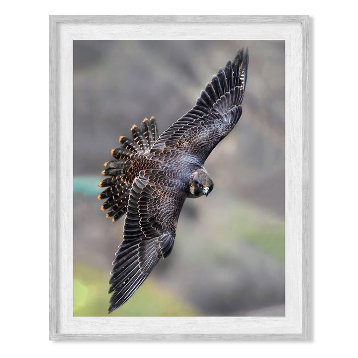 Peregrine Falcon in Flight Motivational Bird Wall Art -8 x 10" Hawk Photo Print-Ready to Frame. Inspirational Home-Office-School-Cave Decor. Great Picture for Animal &amp; Birds Theme Wall Decor!