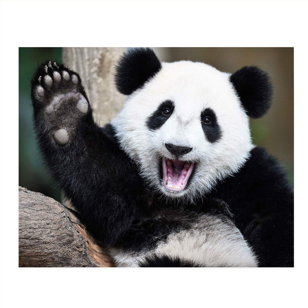 Happy Panda-Waving Hi!- Animal Poster Print-10 x 8" Print Wall Art- Ready to Frame. Home &amp; Office D?cor. Nursery D?cor &amp; Wall Prints for Animal Themes &amp; Children&