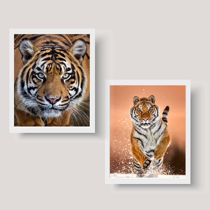 Majestic Tiger Set- 2 Piece-8 x 10&