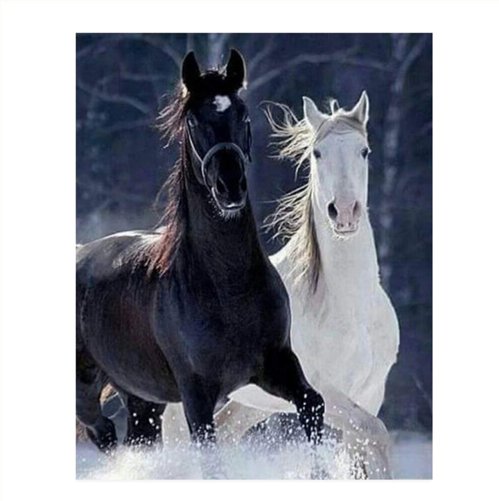 Horses Playing in Snow- 8 x 10" Print Wall Art-Ready to Frame. Beautiful Black &amp; White Horses Frolicking. Home-Office-Bar D?cor for Equestrian Themes &amp; Children&