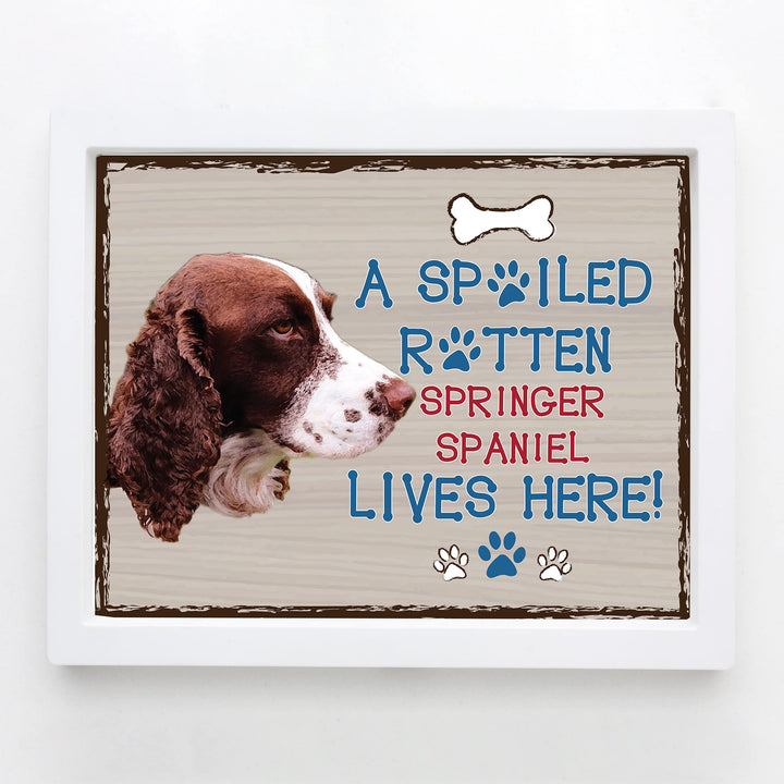 Springer Spaniel-Dog Poster Print-10 x 8" Wall Decor Sign-Ready To Frame."A Spoiled Rotten Springer Spaniel Lives Here". Pet Wall Art for Home-Kitchen-Garage. Gift-English Springer Spaniel Owners!