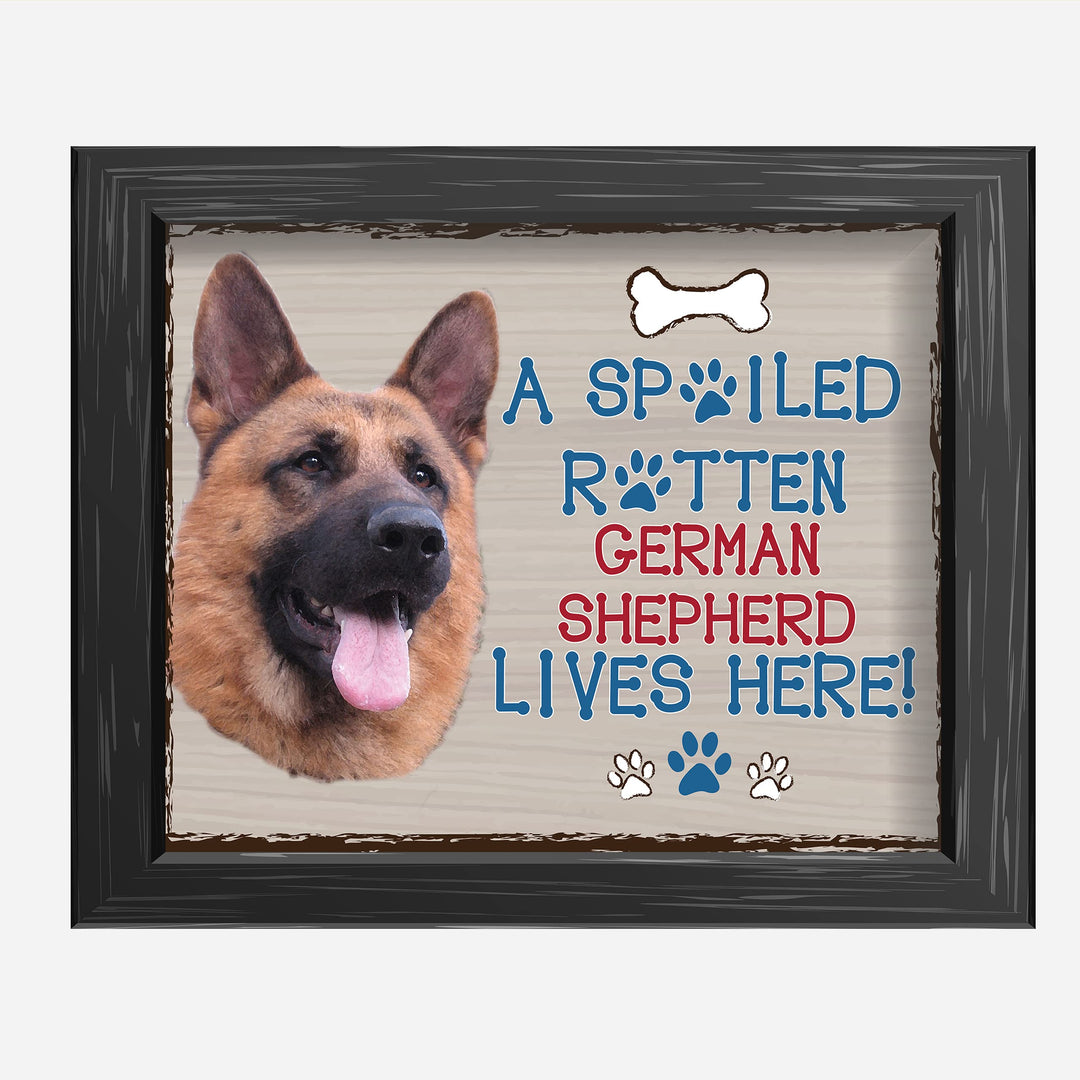 German Shepherd-Dog Poster Print-10 x 8" Wall Decor Sign-Ready To Frame."A Spoiled Rotten German Shepherd Lives Here". Perfect Pet Wall Art for Home-Kitchen-Cave-Bar-Garage. Great Gift for GS Owner.