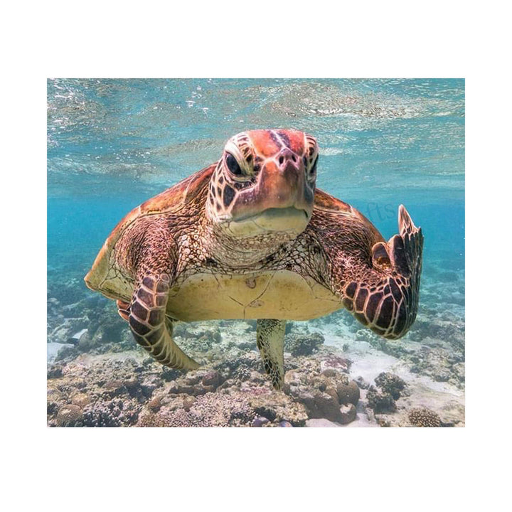 Sea Turtle Swimming In Ocean-Coral Reef -10x8" Colorful Marine Wall Art Print-Ready to Frame. Beach Decor for Home-Office-Studio-Beach House. Perfect for Coastal &amp; Nautical Themes! Great Gift!