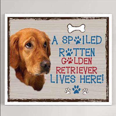 Golden Lab- Dog Poster Print-10 x 8" Wall Decor Sign-Ready To Frame."A Spoiled Rotten Golden Retriever Lives Here". Perfect Pet Wall Art for Home-Kitchen-Cave-Bar-Garage. Great Gift for Lab Lovers.