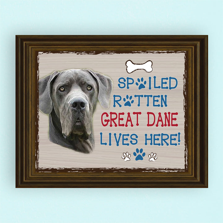 Great Dane-Dog Poster Print-10 x 8" Wall Decor Sign-Ready To Frame."A Spoiled Rotten Great Dane Lives Here". Perfect Pet Wall Art for Home-Kitchen-Cave-Bar-Garage. Great Gift for Great Dane Owners!
