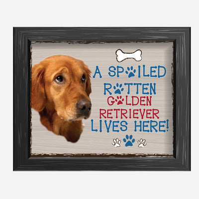 Golden Lab- Dog Poster Print-10 x 8" Wall Decor Sign-Ready To Frame."A Spoiled Rotten Golden Retriever Lives Here". Perfect Pet Wall Art for Home-Kitchen-Cave-Bar-Garage. Great Gift for Lab Lovers.