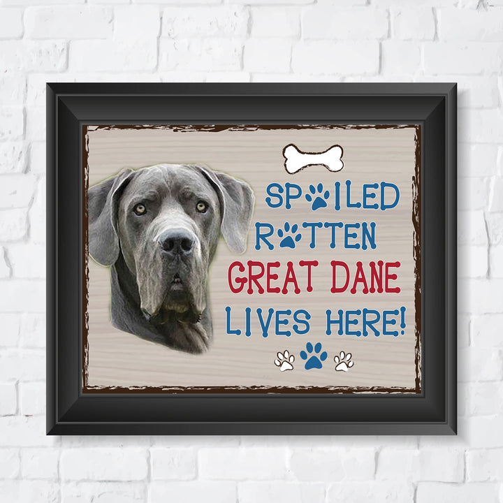 Great Dane-Dog Poster Print-10 x 8" Wall Decor Sign-Ready To Frame."A Spoiled Rotten Great Dane Lives Here". Perfect Pet Wall Art for Home-Kitchen-Cave-Bar-Garage. Great Gift for Great Dane Owners!