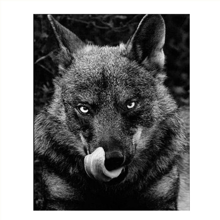 Ferocious Black Wolf- 8 x 10" Print Wall Art- Ready to Frame- Home D?cor, Office D?cor &amp; Wall Prints for Animal &amp; Hunting Theme Wall Decor. Great Gift For Those Who Feel the Call of the Wild!