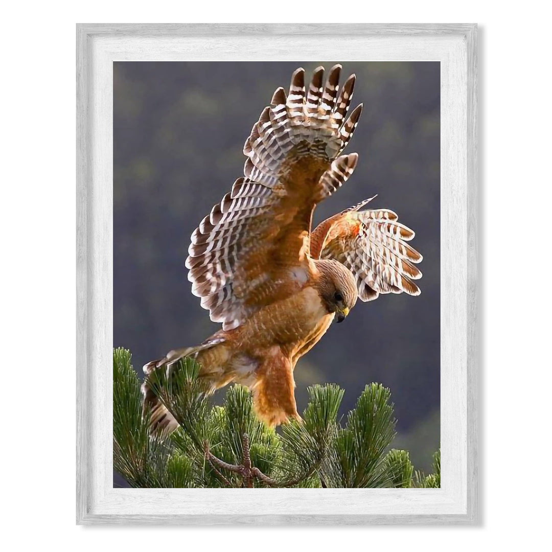 Red-Tailed Hawk Taking Flight Motivational Bird Wall Art -8 x 10" Hawk Photo Print -Ready to Frame. Inspirational Home-Office-School-Cave Decor. Great Picture for Animal &amp; Birds Theme Wall Decor!