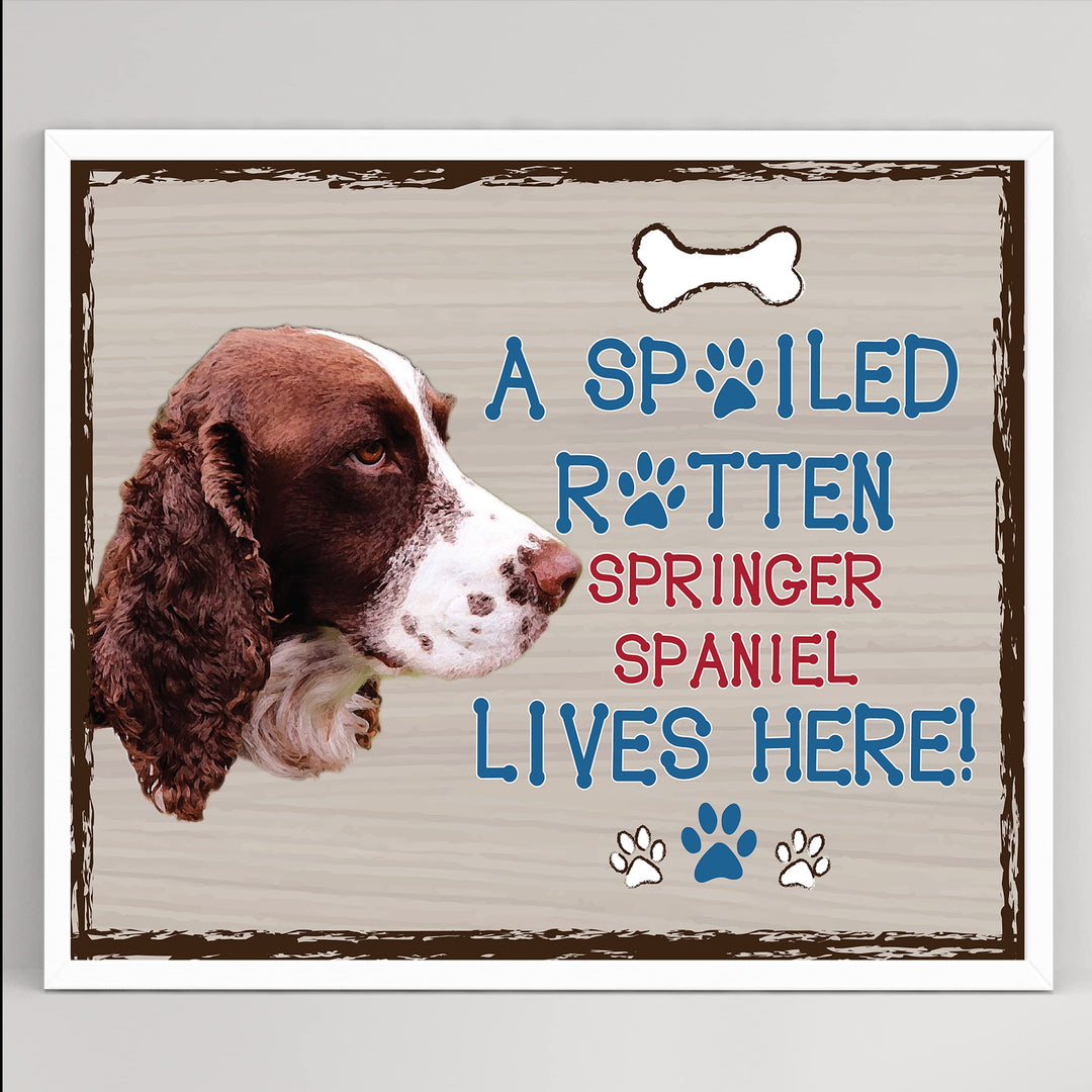 Springer Spaniel-Dog Poster Print-10 x 8" Wall Decor Sign-Ready To Frame."A Spoiled Rotten Springer Spaniel Lives Here". Pet Wall Art for Home-Kitchen-Garage. Gift-English Springer Spaniel Owners!