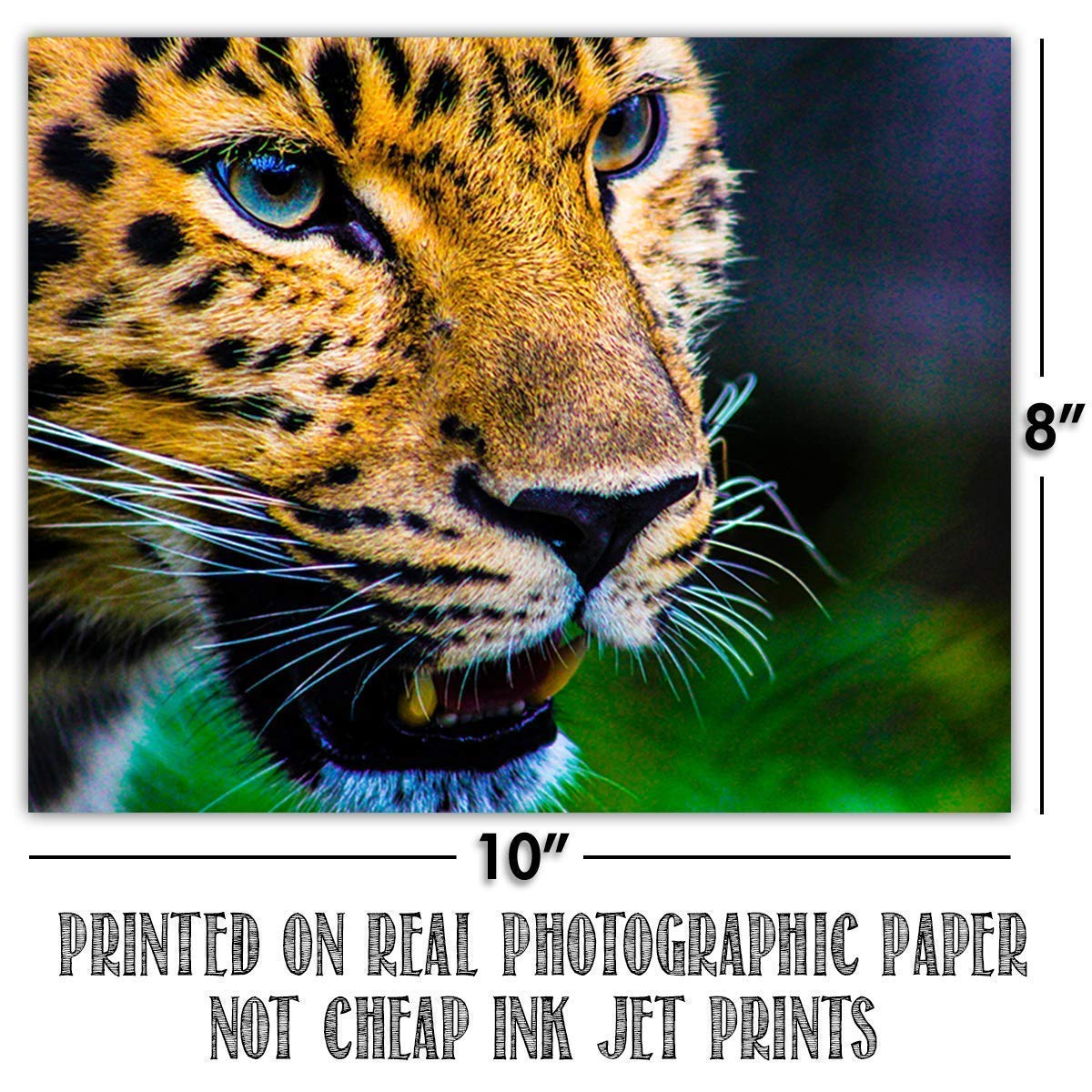 Big Beautiful Cats-4 Image Set- 8 x 10 Wall Art- Ready to Frame-Home D?cor, Office D?cor & Wall Prints for Animal, Safari & Jungle Theme Wall Decor. Get Up Close to Lion, Tiger, Panther & Cheetah.