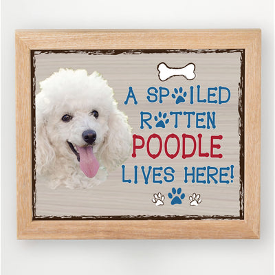 Poodle-Dog Poster Print-10 x 8" Wall Decor Sign-Ready To Frame."A Spoiled Rotten Poodle Lives Here". Perfect Pet Wall Art for Home-Kitchen-Cave-Bar-Garage. Great Gift for All Poodle Owners.