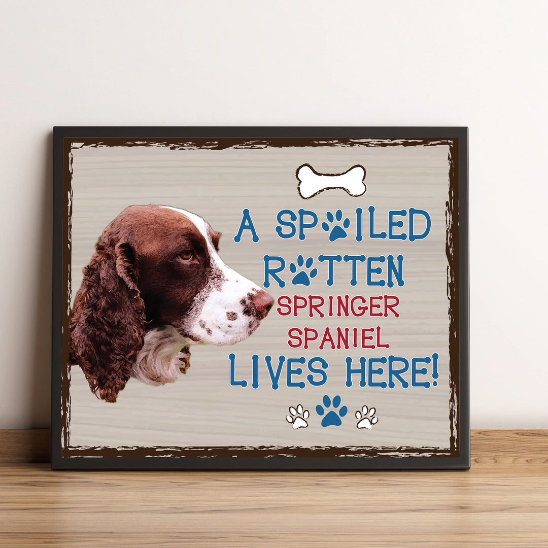 Springer Spaniel-Dog Poster Print-10 x 8" Wall Decor Sign-Ready To Frame."A Spoiled Rotten Springer Spaniel Lives Here". Pet Wall Art for Home-Kitchen-Garage. Gift-English Springer Spaniel Owners!