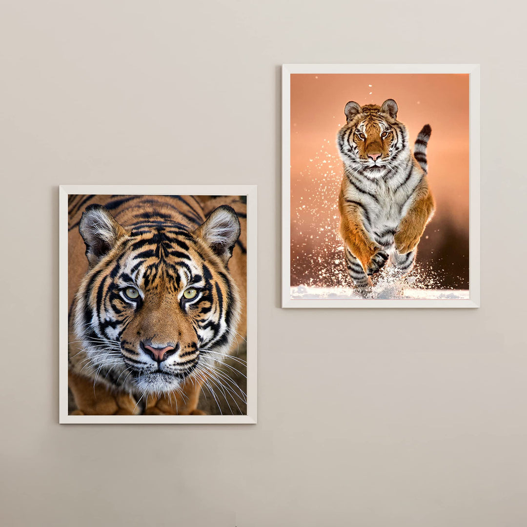 Majestic Tiger Set- 2 Piece-8 x 10&