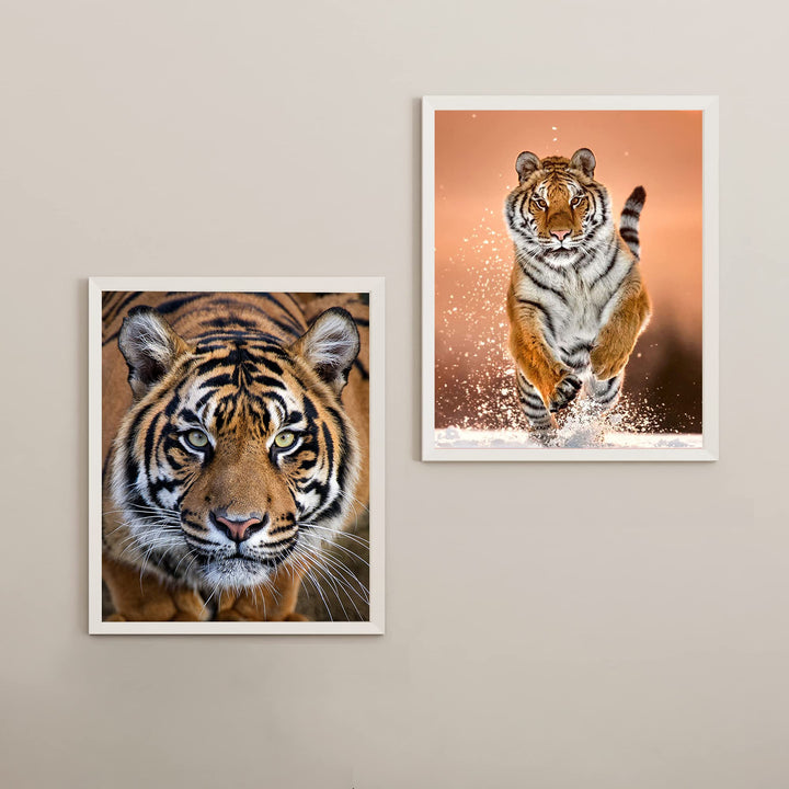 Majestic Tiger Set- 2 Piece-8 x 10&