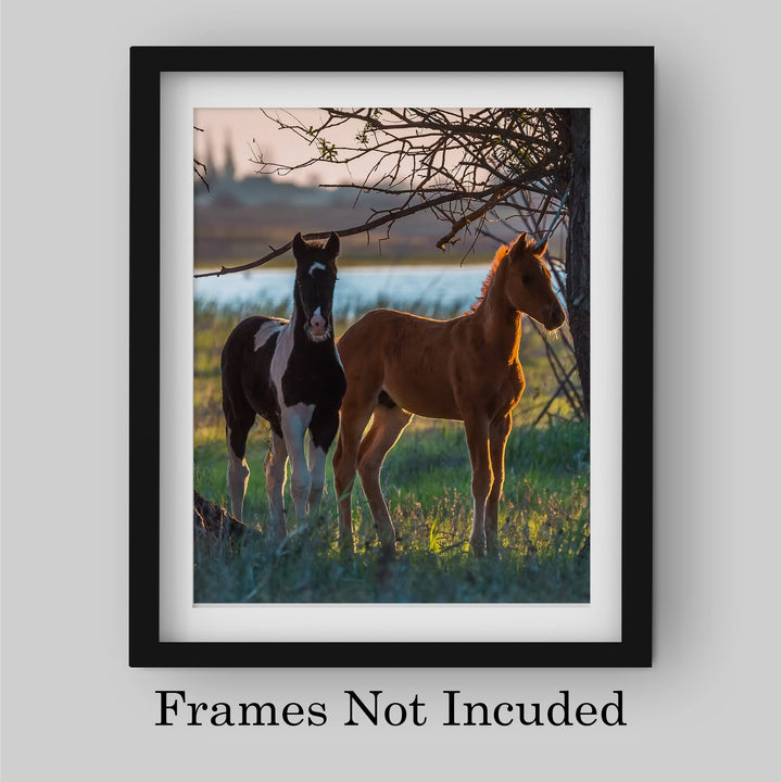 Curious Colts- 8 x 10" Horse Photo Print Wall Art-Ready to Frame. Beautiful Black-White &amp; Tan Horses. Home-Office-Bar Decor for Equestrian Themes &amp; Children&