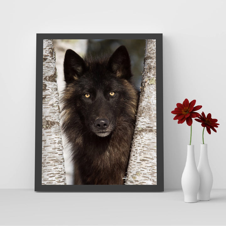 Black Wolf in the Woods- 8 x 10" Wild Animals Wall Art Print -Ready to Frame. Wildlife Pictures for Home-Office-Classroom-Zoo Decor. Wall Prints for Animal Themes &amp; Native American Indian Decor!