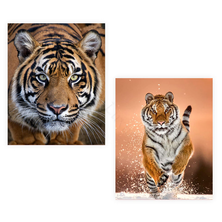 Majestic Tiger Set- 2 Piece-8 x 10&