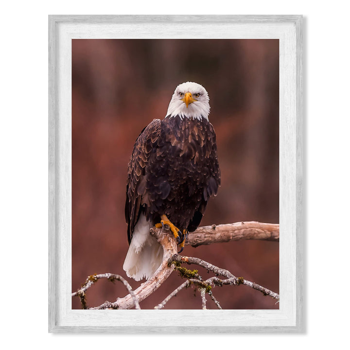 Mighty Bald Eagle in Tree Motivational American Wall Art -8 x 10" Patriotic Eagle Photo Print -Ready to Frame. Inspirational Home-Office-School-Cave Decor. Great for Animal &amp; Political Themes!