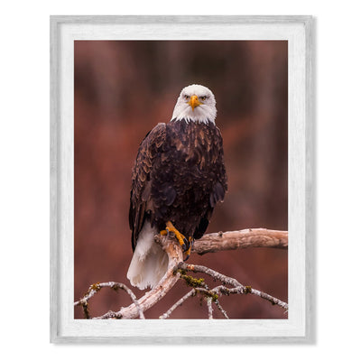 Mighty Bald Eagle in Tree Motivational American Wall Art -8 x 10" Patriotic Eagle Photo Print -Ready to Frame. Inspirational Home-Office-School-Cave Decor. Great for Animal & Political Themes!
