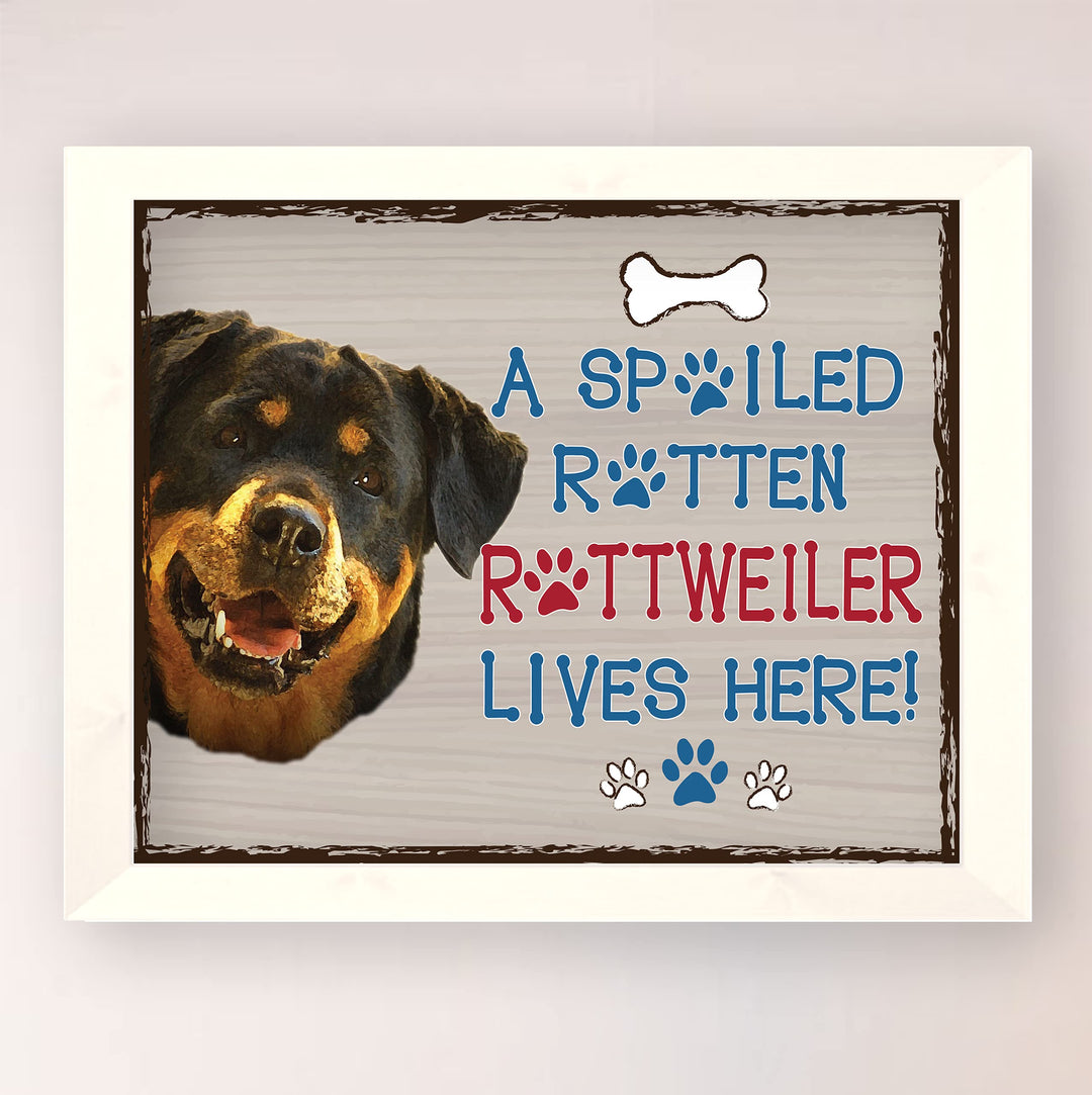 Rottweiler- Dog Poster Print- 10 x 8" Wall Decor Sign-Ready To Frame."A Spoiled Rotten Rottweiler Lives Here". Perfect Pet Wall Art for Home-Kitchen-Cave-Bar-Garage. Great Gift for Rottweiler Owners.