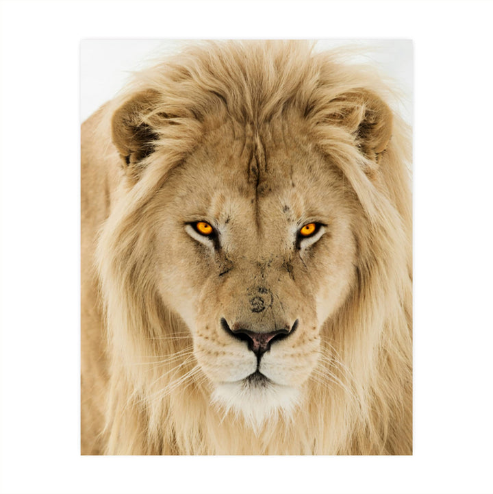 Majestic King of the Jungle-Ferocious Lion Photo Print - 8 x 10 Wall Art- Ready to Frame- Home-Office Decor &amp; Wall Prints for Animal, Safari &amp; Jungle Themes. Great Gift for Big Cat &amp; Safari Lovers.