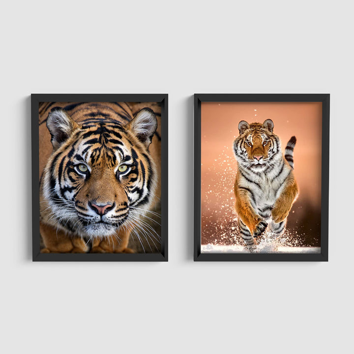 Majestic Tiger Set- 2 Piece-8 x 10&
