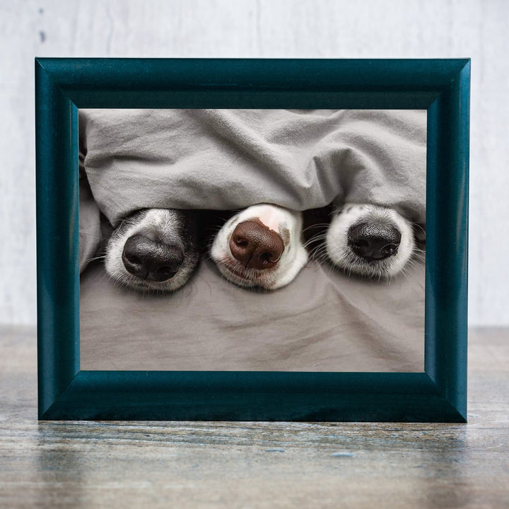 Adorable Puppy Noses Peeking Out- Funny Dog Nose Wall Art- 10 x 8" Inspirational Pet Lovers Picture Print -Ready to Frame. Home, Pet Shop, Nursery, Vet&