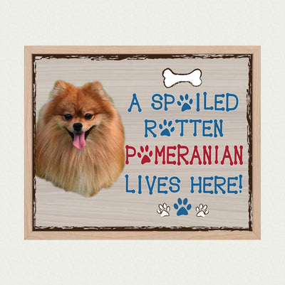 Pomeranian-Dog Poster Print-10 x 8" Wall Decor Sign-Ready To Frame."A Spoiled Rotten Pomeranian Lives Here". Perfect Pet Wall Art for Home-Kitchen-Cave-Garage. Great Gift for Pomeranian Owners!