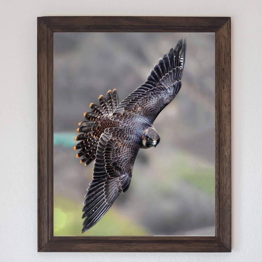 Peregrine Falcon in Flight Motivational Bird Wall Art -8 x 10" Hawk Photo Print-Ready to Frame. Inspirational Home-Office-School-Cave Decor. Great Picture for Animal &amp; Birds Theme Wall Decor!