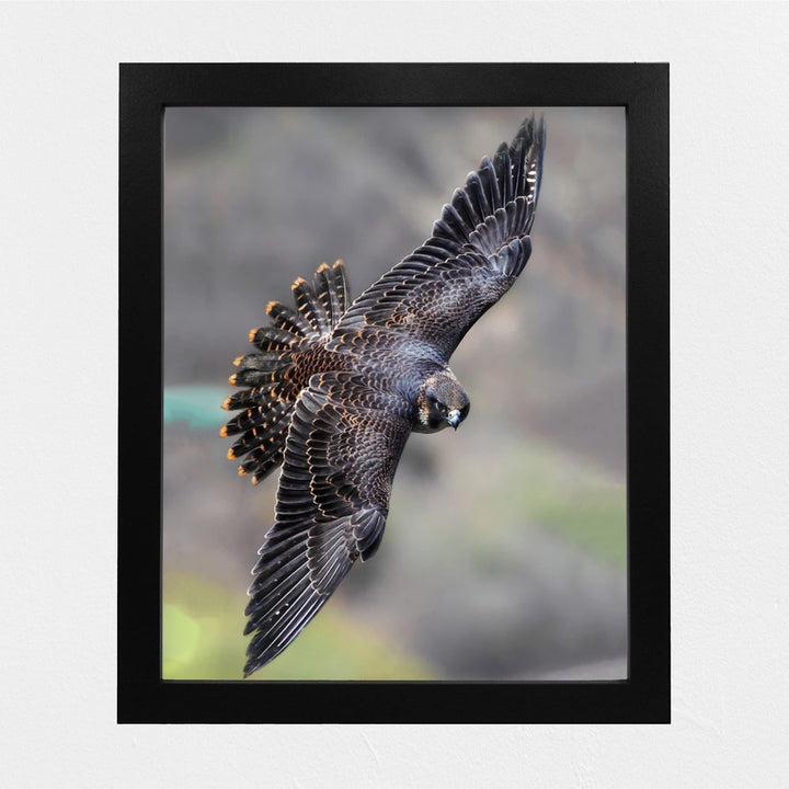 Peregrine Falcon in Flight Motivational Bird Wall Art -8 x 10" Hawk Photo Print-Ready to Frame. Inspirational Home-Office-School-Cave Decor. Great Picture for Animal &amp; Birds Theme Wall Decor!