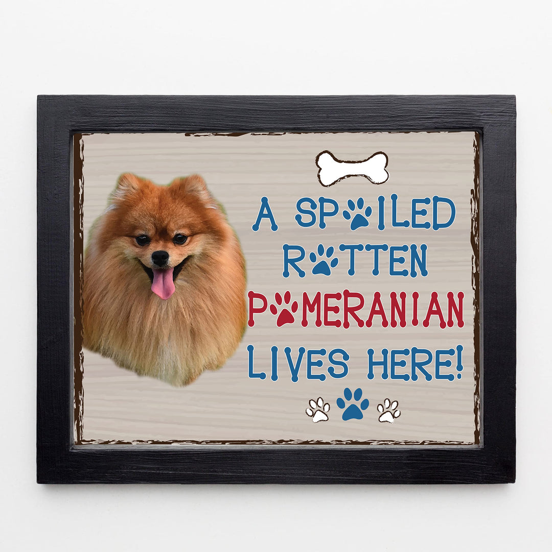Pomeranian-Dog Poster Print-10 x 8" Wall Decor Sign-Ready To Frame."A Spoiled Rotten Pomeranian Lives Here". Perfect Pet Wall Art for Home-Kitchen-Cave-Garage. Great Gift for Pomeranian Owners!