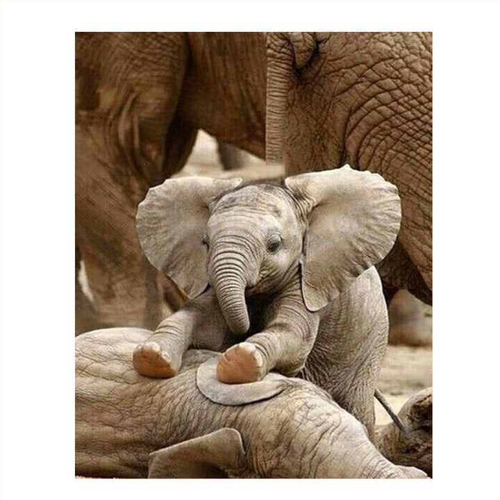 Adorable Baby Elephant Playing with Mom- 8 x 10" Print Wall Art- Ready to Frame- Home D?cor, Nursery D?cor &amp; Wall Prints for Animal Themes &amp; Children&