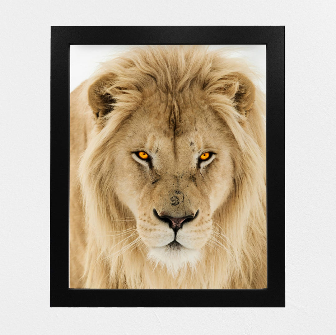 Majestic King of the Jungle-Ferocious Lion Photo Print - 8 x 10 Wall Art- Ready to Frame- Home-Office Decor &amp; Wall Prints for Animal, Safari &amp; Jungle Themes. Great Gift for Big Cat &amp; Safari Lovers.