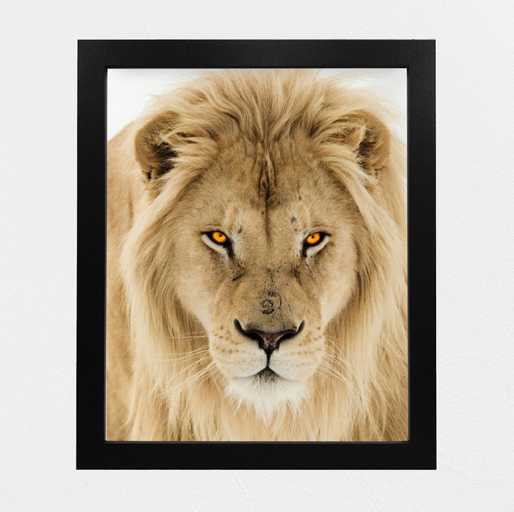 Majestic King of the Jungle-Ferocious Lion Photo Print - 8 x 10 Wall Art- Ready to Frame- Home-Office Decor &amp; Wall Prints for Animal, Safari &amp; Jungle Themes. Great Gift for Big Cat &amp; Safari Lovers.