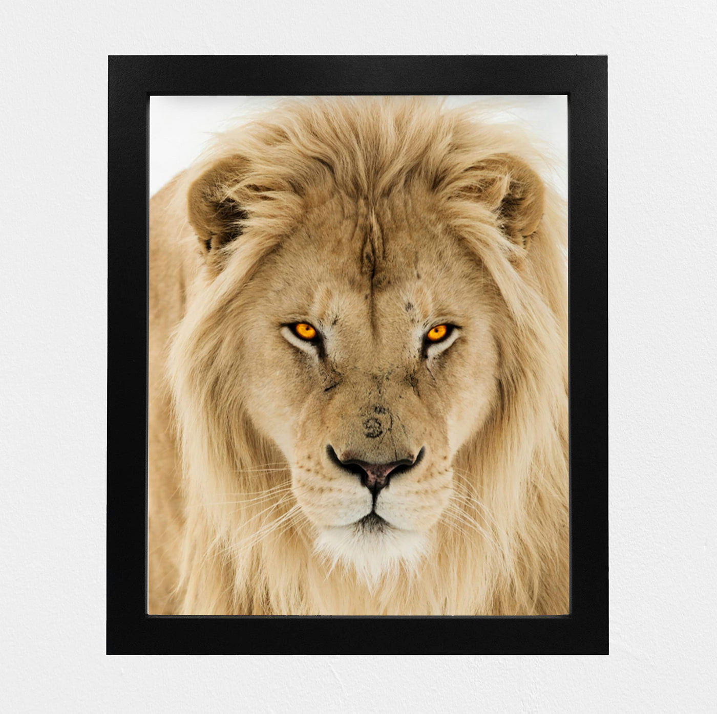 Majestic King of the Jungle-Ferocious Lion Photo Print - 8 x 10 Wall Art- Ready to Frame- Home-Office Decor & Wall Prints for Animal, Safari & Jungle Themes. Great Gift for Big Cat & Safari Lovers.