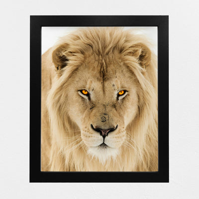 Majestic King of the Jungle-Ferocious Lion Photo Print - 8 x 10 Wall Art- Ready to Frame- Home-Office Decor & Wall Prints for Animal, Safari & Jungle Themes. Great Gift for Big Cat & Safari Lovers.